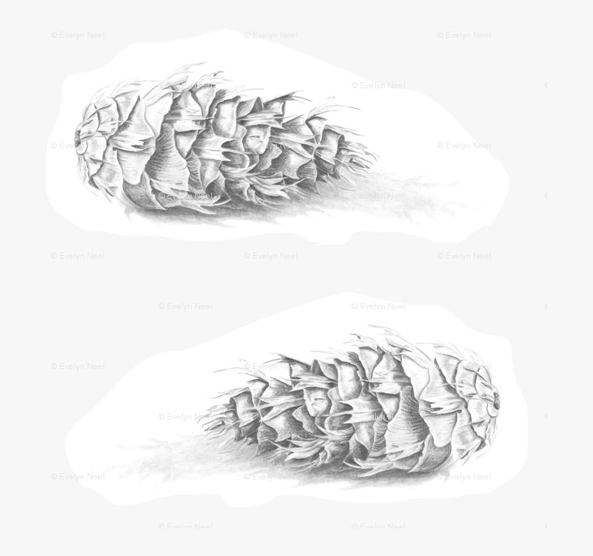 Douglas Fir Pine Cone Black And White Fabric - Illustration, HD Png Download