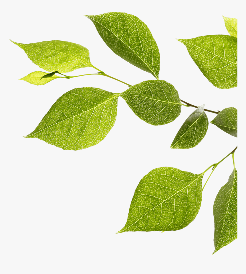 Branch With Green Leaves - Twig, HD Png Download