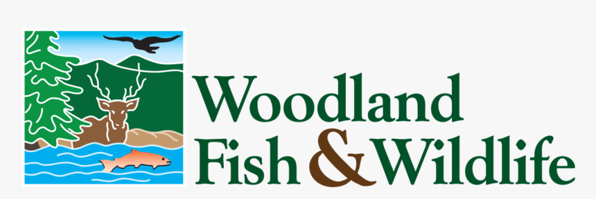Woodland Fish And Wildlife - Graphic Design, HD Png Download
