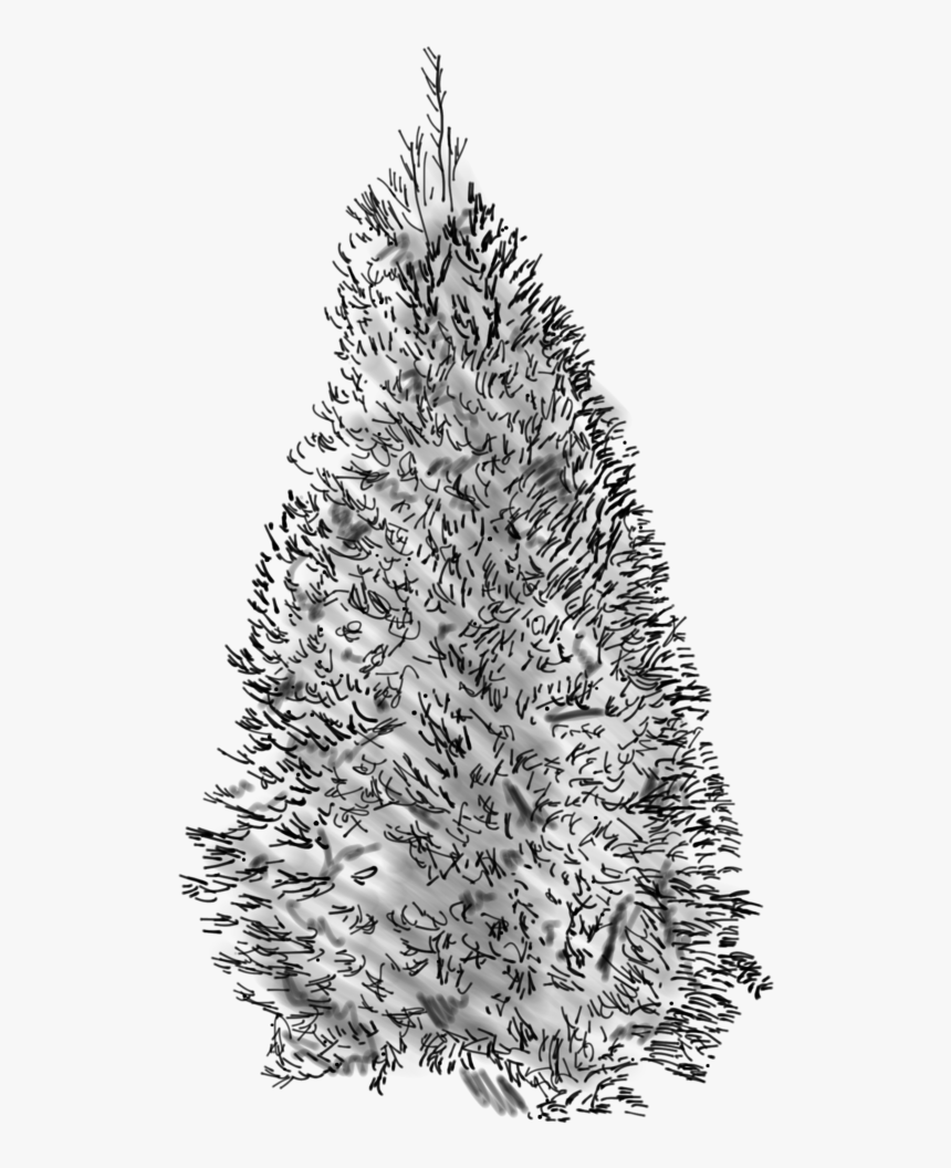 Douglass Fir Sketch - Christmas Tree, HD Png Download