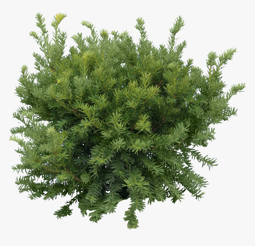 Fir-tree Png Image - Tree Png, Transparent Png