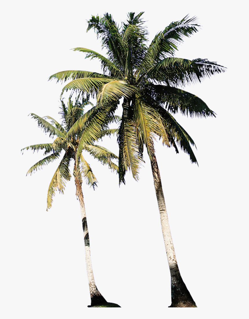 Transparent Arboles Animados Png - 棕榈, Png Download