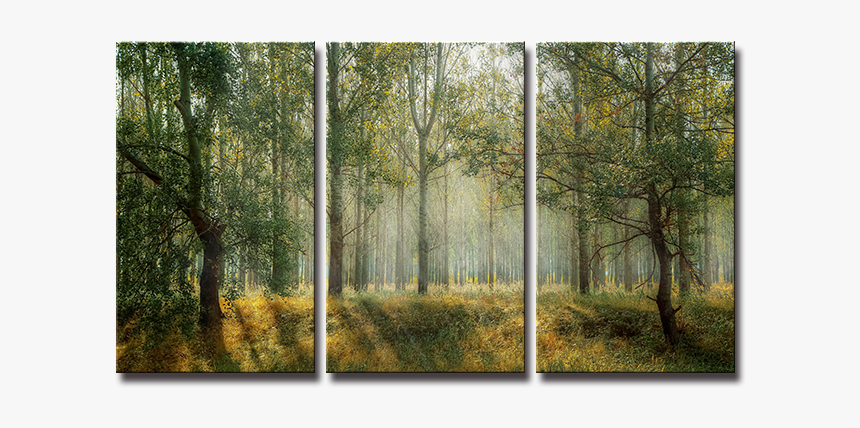 Seegart 3 Paneles Primavera Verde Bosque Foto Impresa - Forest Cover, HD Png Download