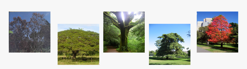 Brachychiton Acerifolius, HD Png Download