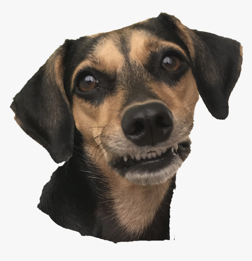 Companion Dog, HD Png Download