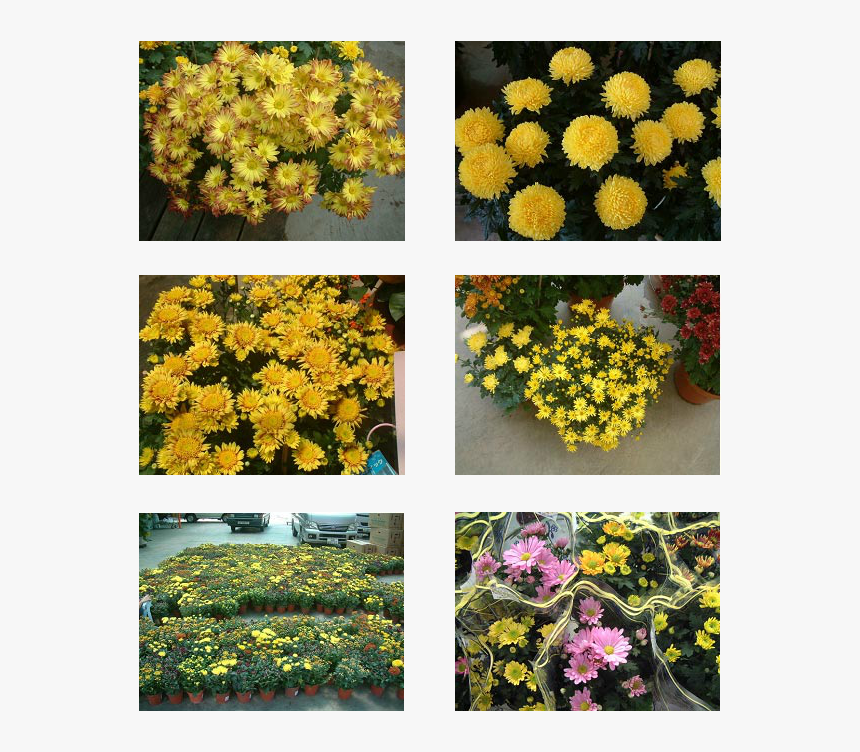 Transparent Shrub Top View Png - Chrysanths, Png Download