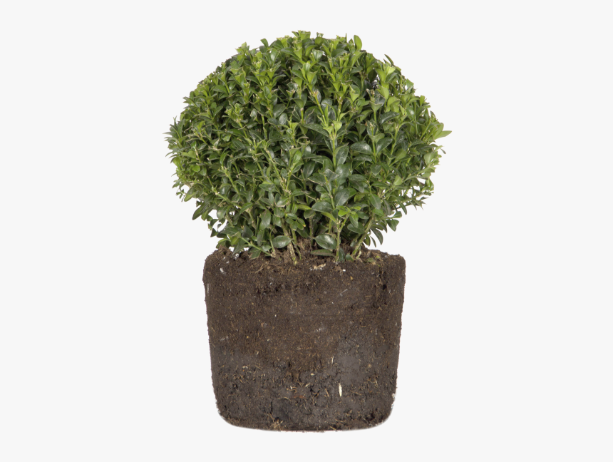 Buxus - Flowerpot, HD Png Download