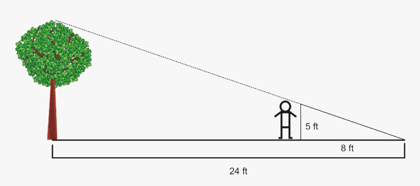 Angles In Triangles Example 6 - Similar Triangles Tree Height, HD Png Download