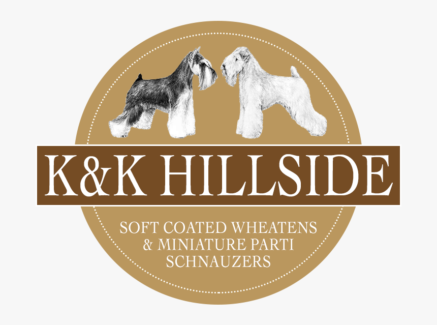 Standard Schnauzer, HD Png Download