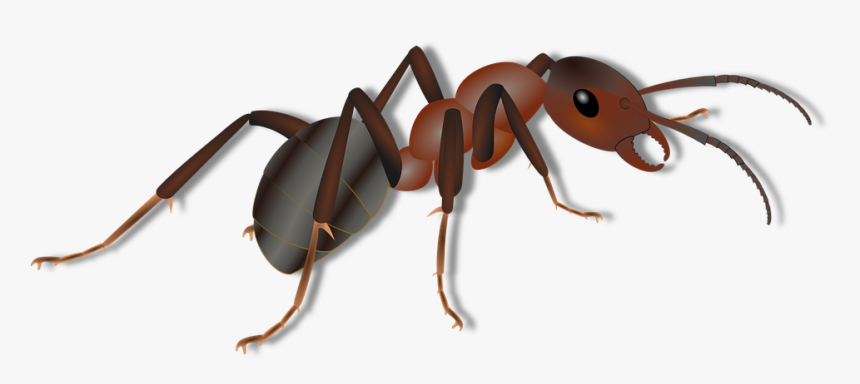 Thumb Image - Ant For Kids, HD Png Download