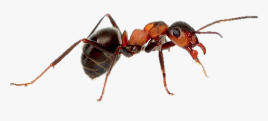 Insecto Partes De Su Cuerpo, HD Png Download