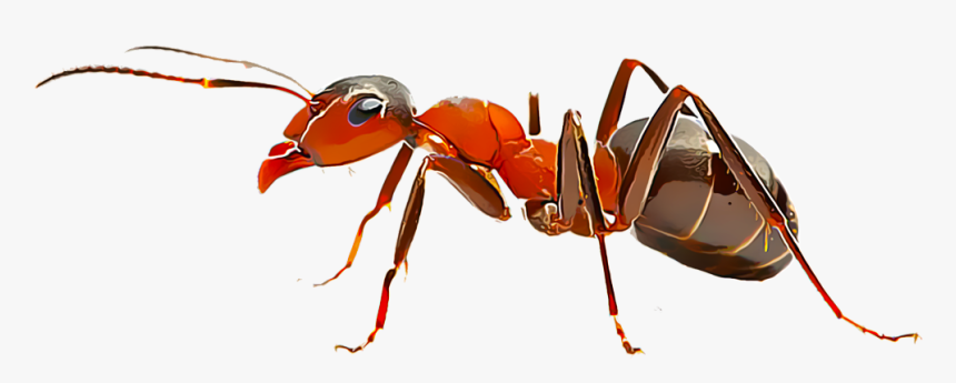 Imagens De Formiga Png, Transparent Png