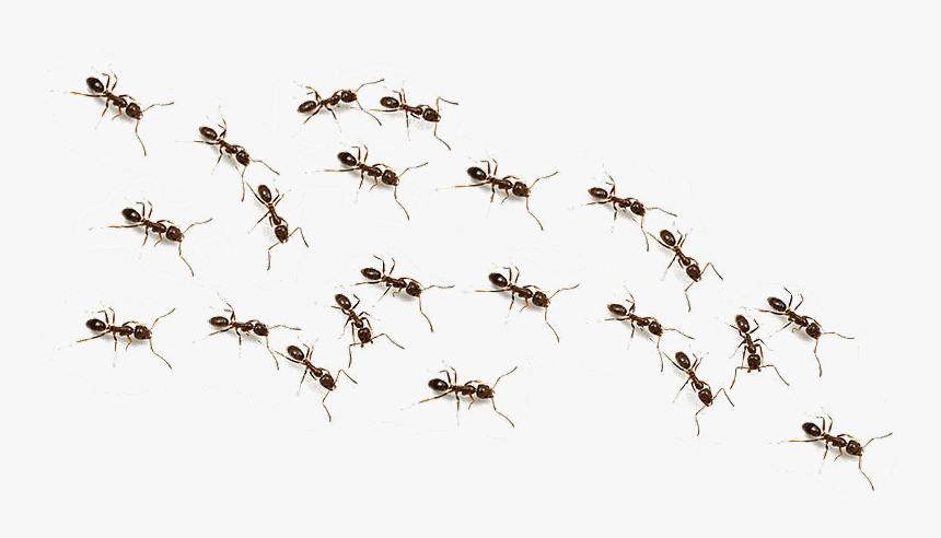 Ftestickers Ant Animals Ants Freetoedit - Transparent Background Ants Png, Png Download