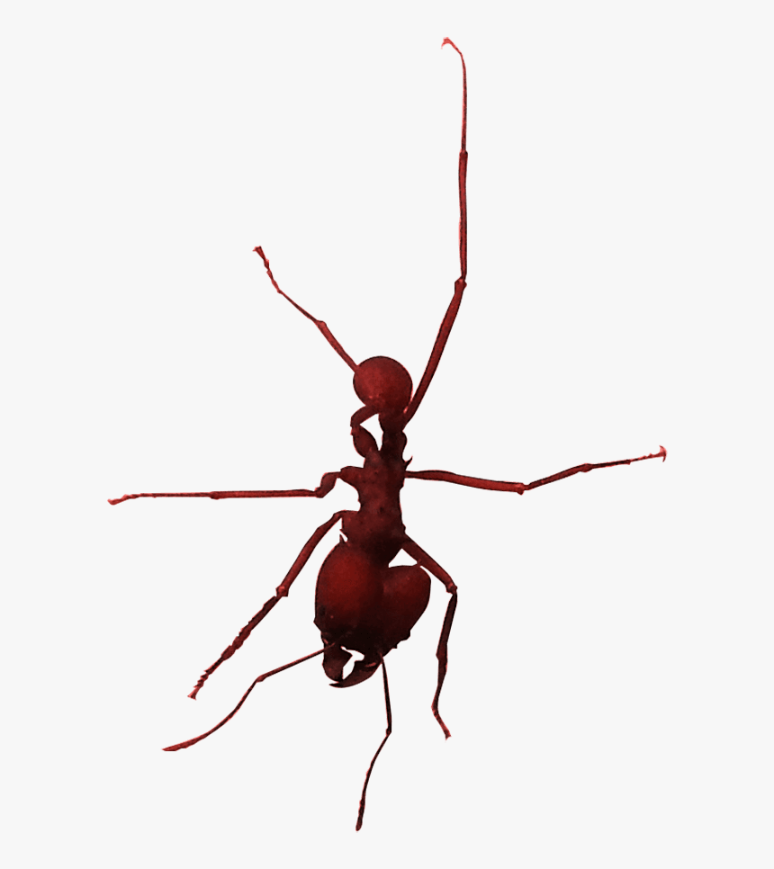 Transparent Hormiga Png - Longhorn Beetle, Png Download