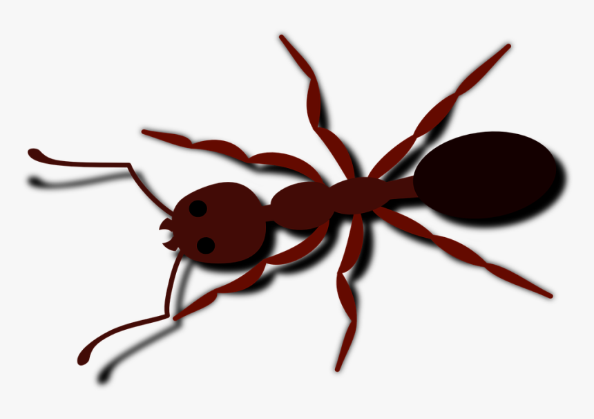 Hormiga, Escarabajo, Insecto, Insectos, Brown, Animales - Clipart Ants, HD Png Download