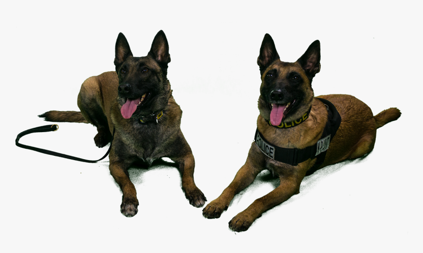 University Of Michigan Police Canines Tank And Nike - Transparent K9 Dogs, HD Png Download