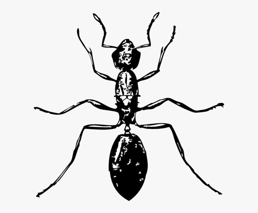 Ant Black And White, HD Png Download