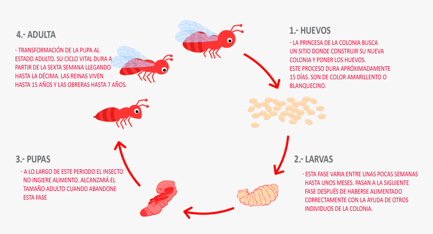 Ciclo De Vida De Los Seres Vivos, HD Png Download