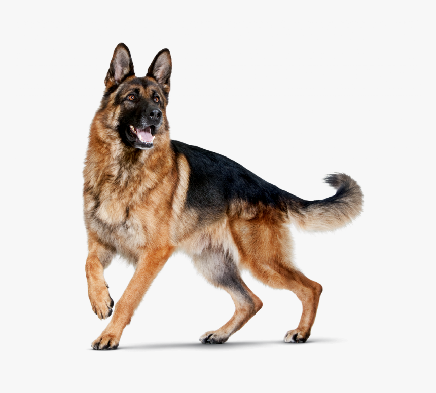 Dog Png For Editing, Transparent Png