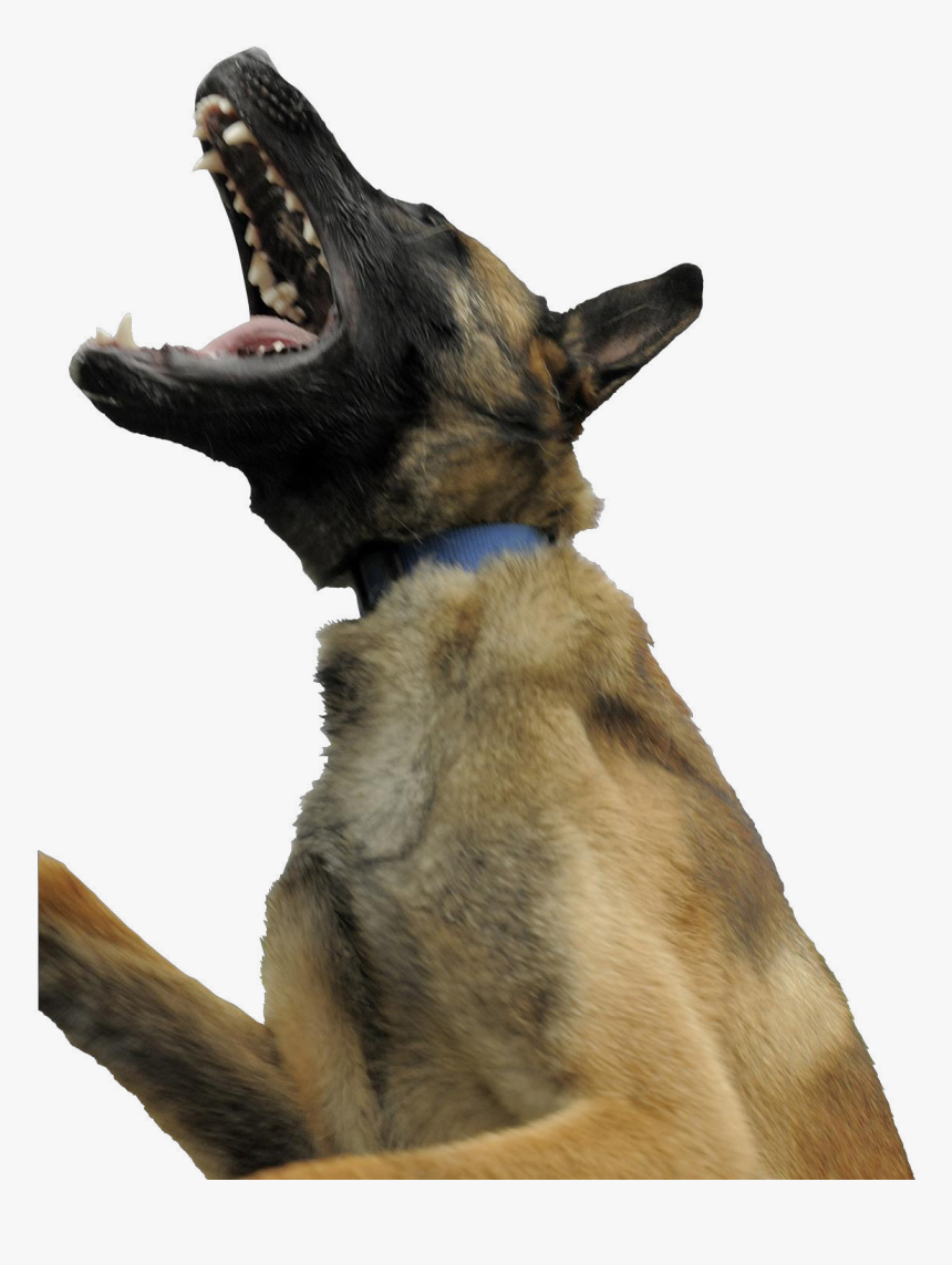 Dog Yawns, HD Png Download