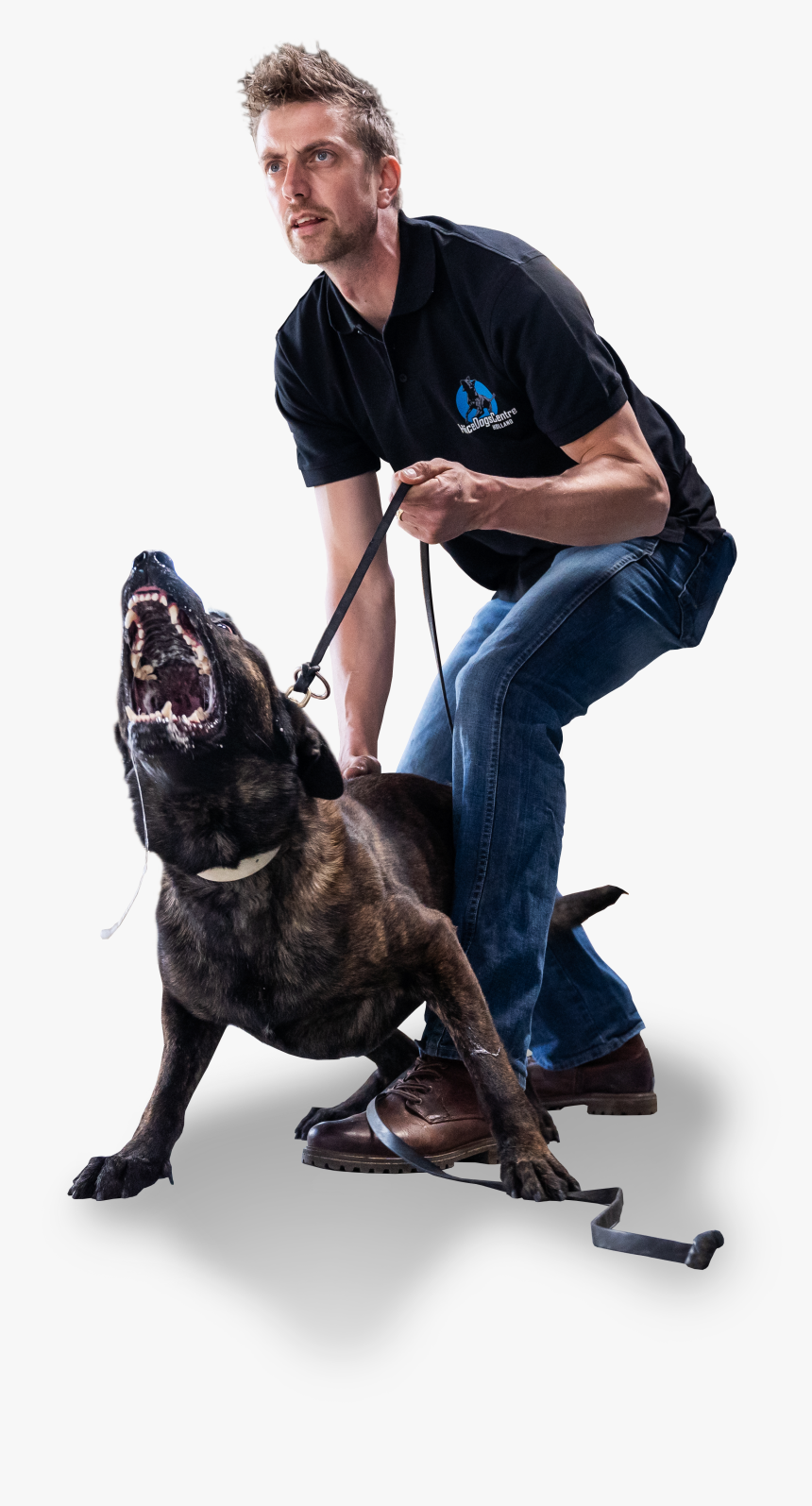 Staffordshire Bull Terrier, HD Png Download