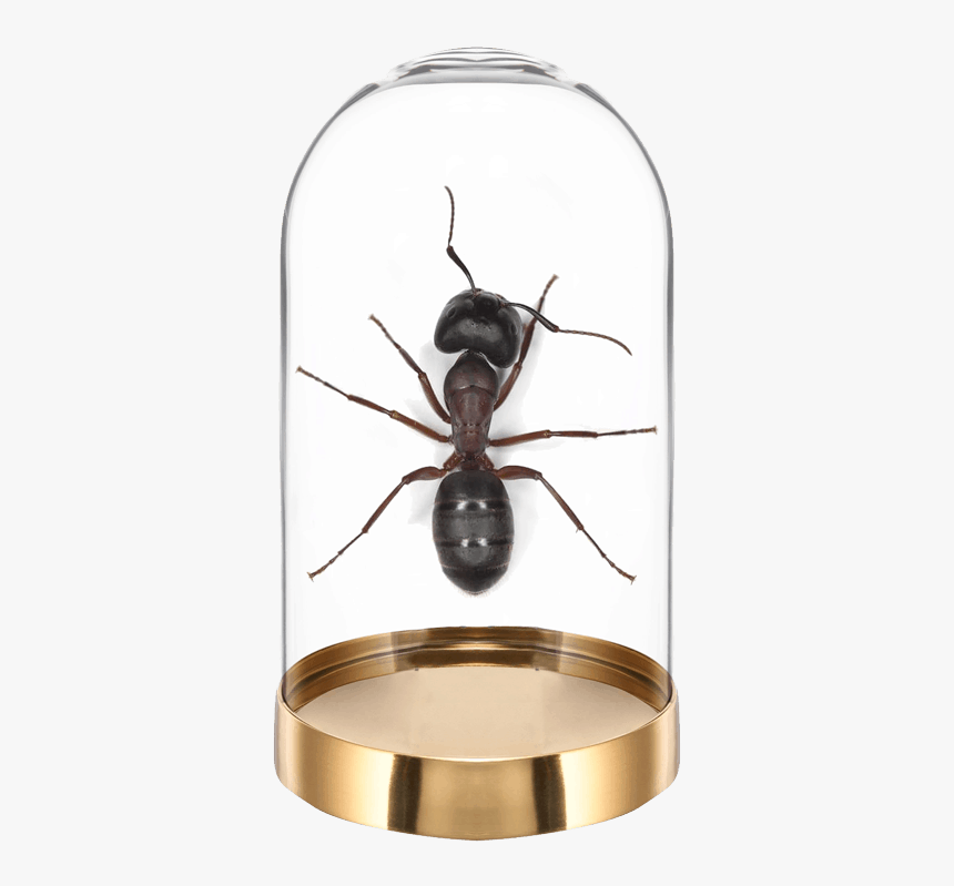 Beetle, HD Png Download