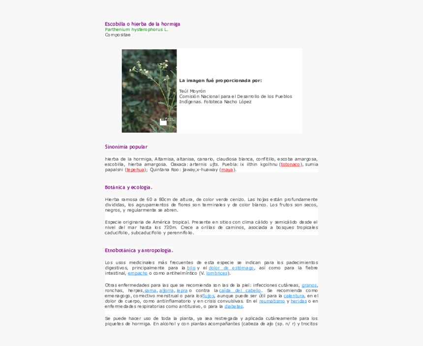 Tree, HD Png Download