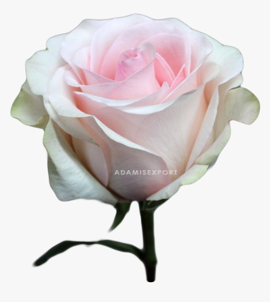Floribunda, HD Png Download