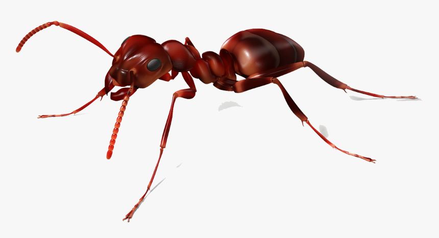 Image Vector Clipart Psd - Ant Png, Transparent Png