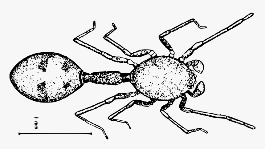 Transparent Hormiga Png - Anatea, Png Download