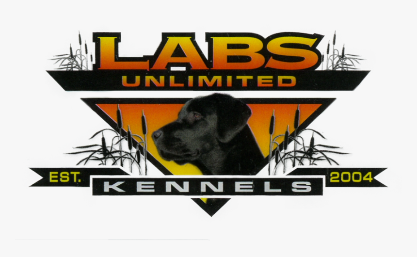 Labrador Retriever, HD Png Download