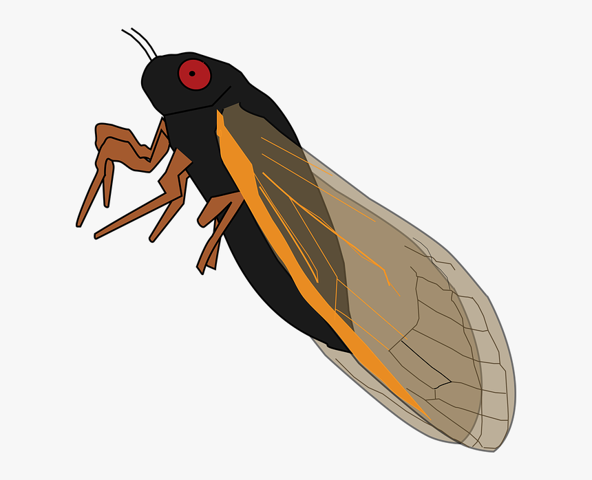 Con Ve Vector, HD Png Download