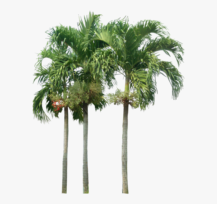 Palm Tree Png Photoshop, Transparent Png