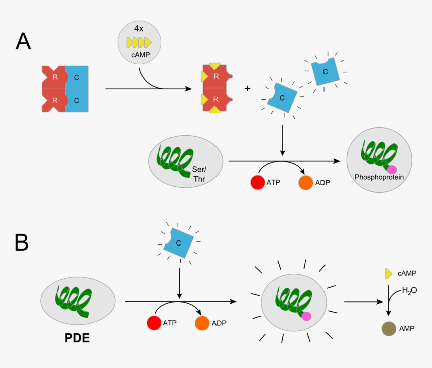 Pkarii - Svg - Protein Kinase, HD Png Download