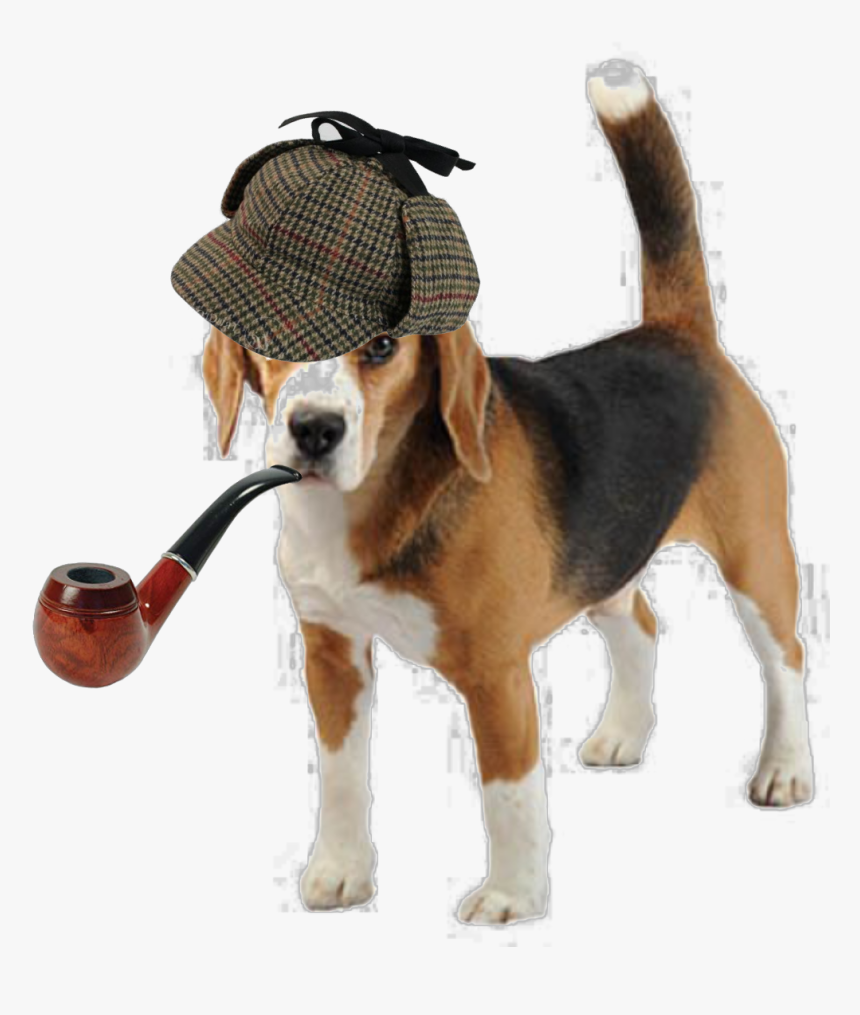 Beagle Png, Transparent Png