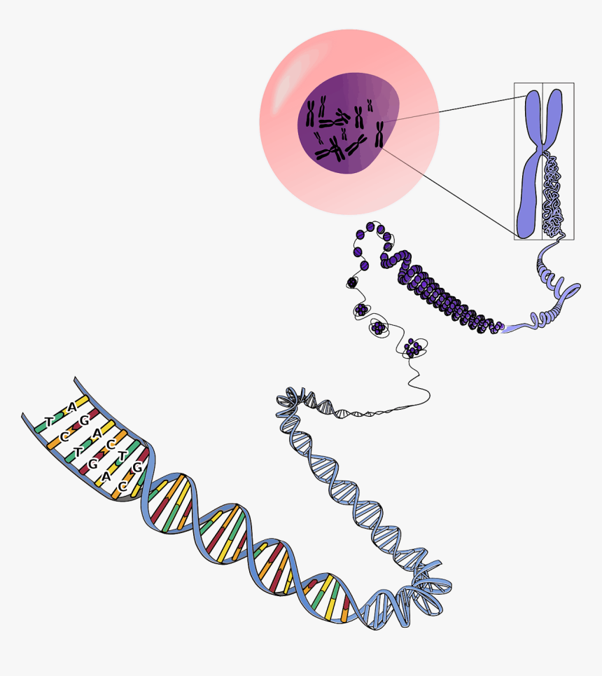 Many Chromosomes Do Humans Have, HD Png Download