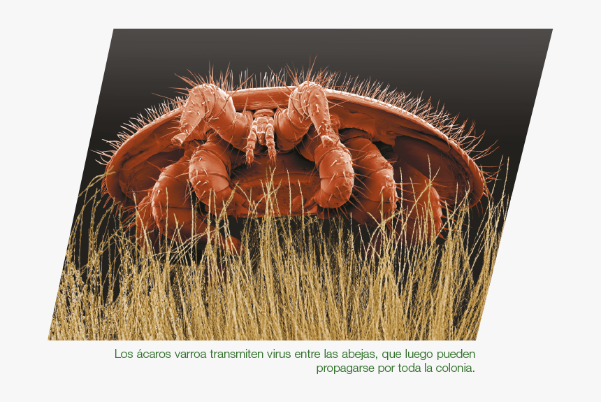Varroa Milbe, HD Png Download