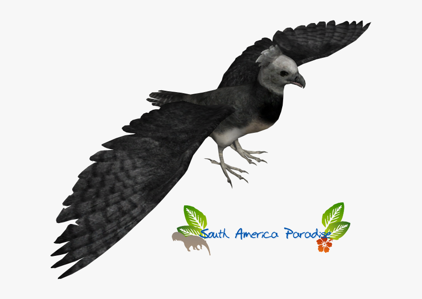 Harpy Eagle Clipart Harper - Claw, HD Png Download