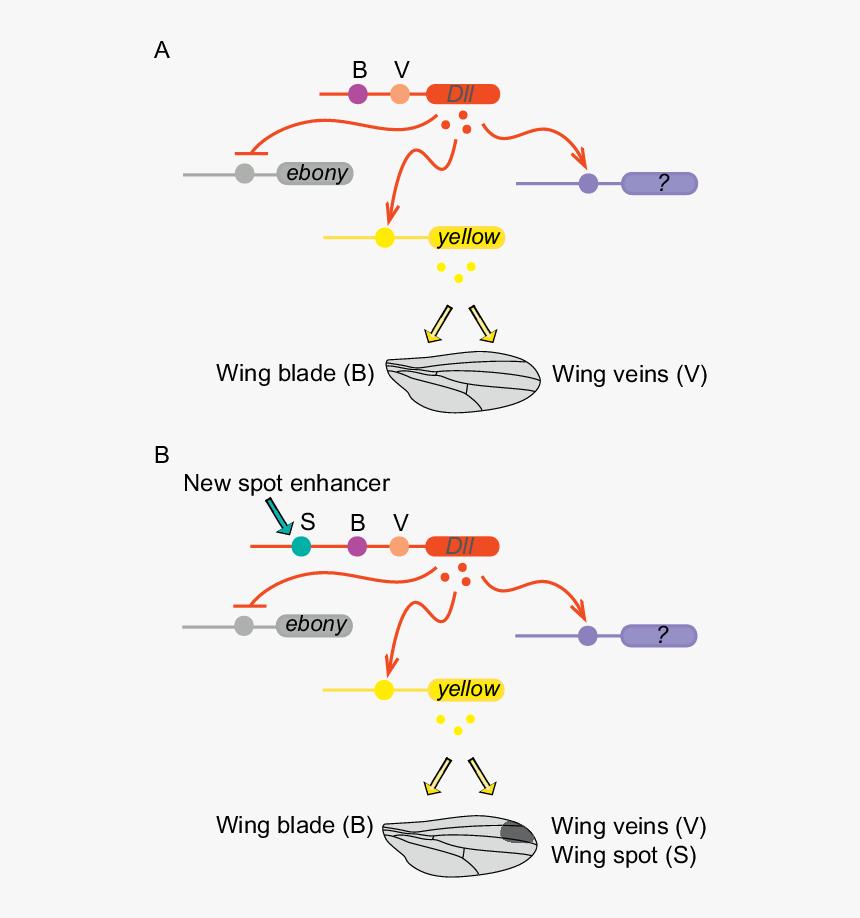 Diagram, HD Png Download