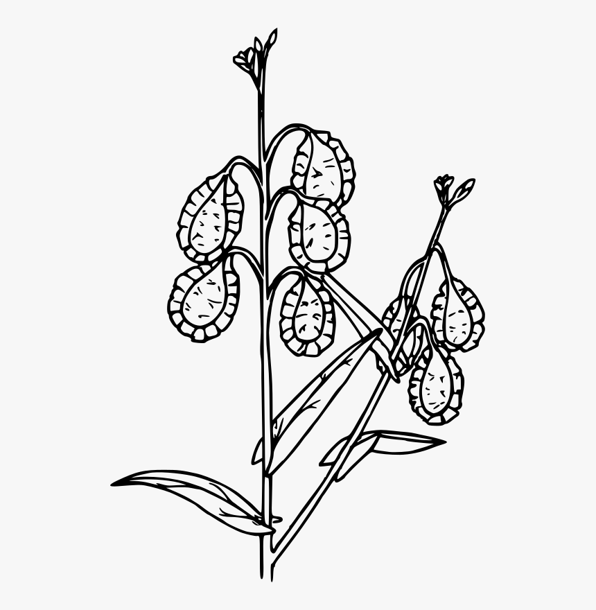 Fringe Pod - Line Art, HD Png Download