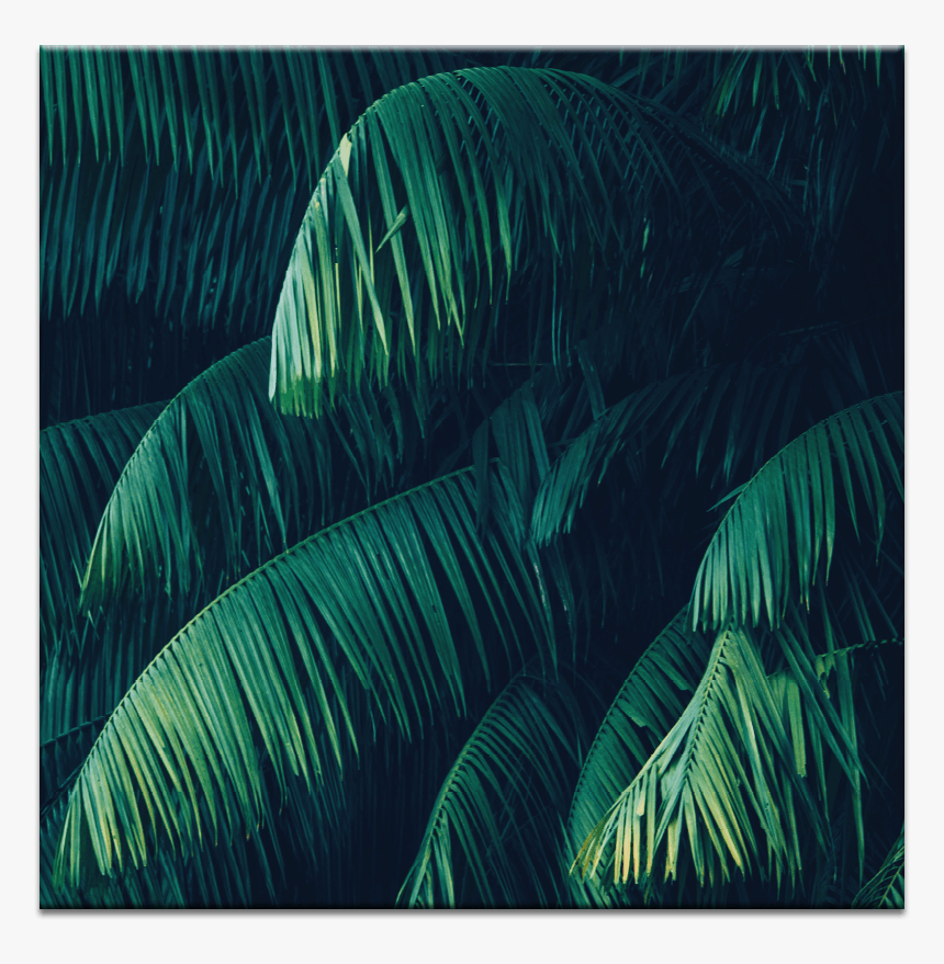 Iphone Xr Background Tropical, HD Png Download