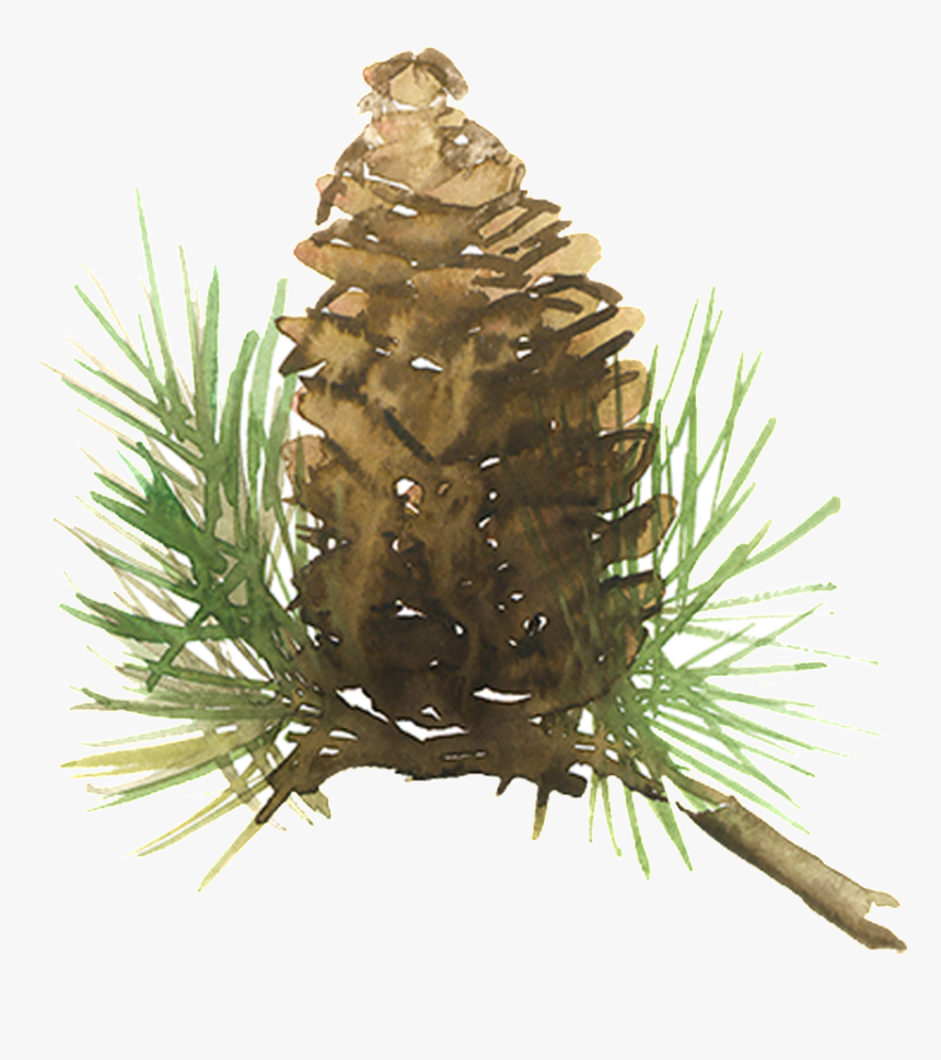 Beautiful Painted Pine Needles Hd Png - Shortstraw Pine, Transparent Png