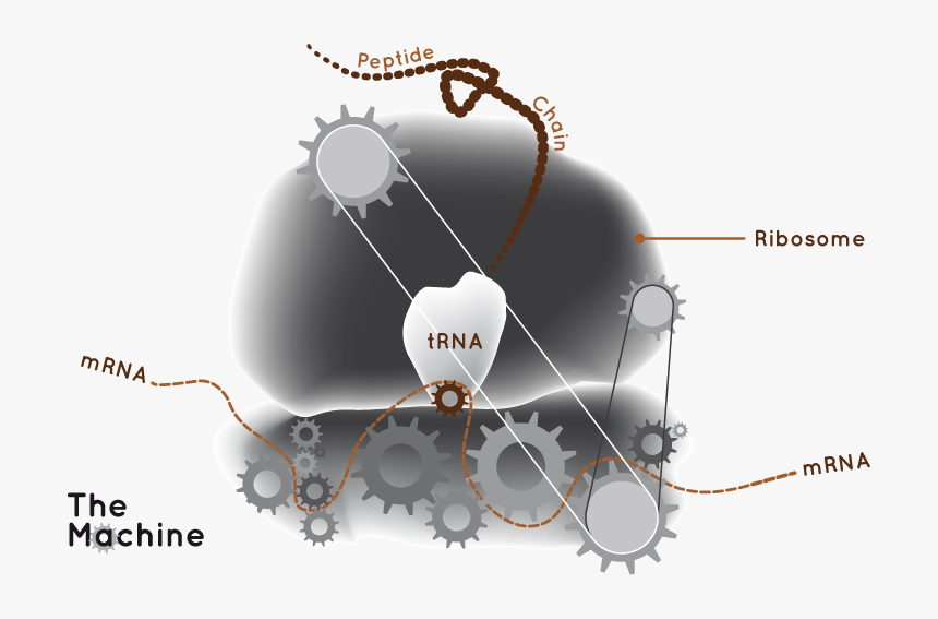 Rna Makes Proteins - Ribosomal Rna 3d Structure, HD Png Download