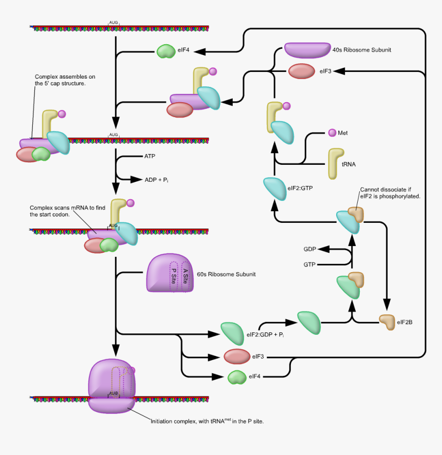 Translate Drawing Rrna - Translation Initiation, HD Png Download