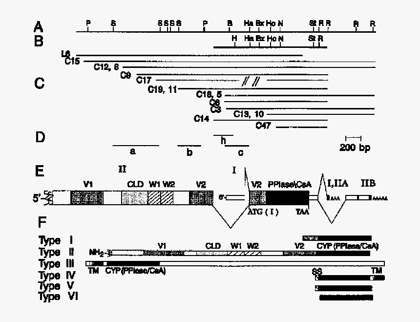 Diagram, HD Png Download