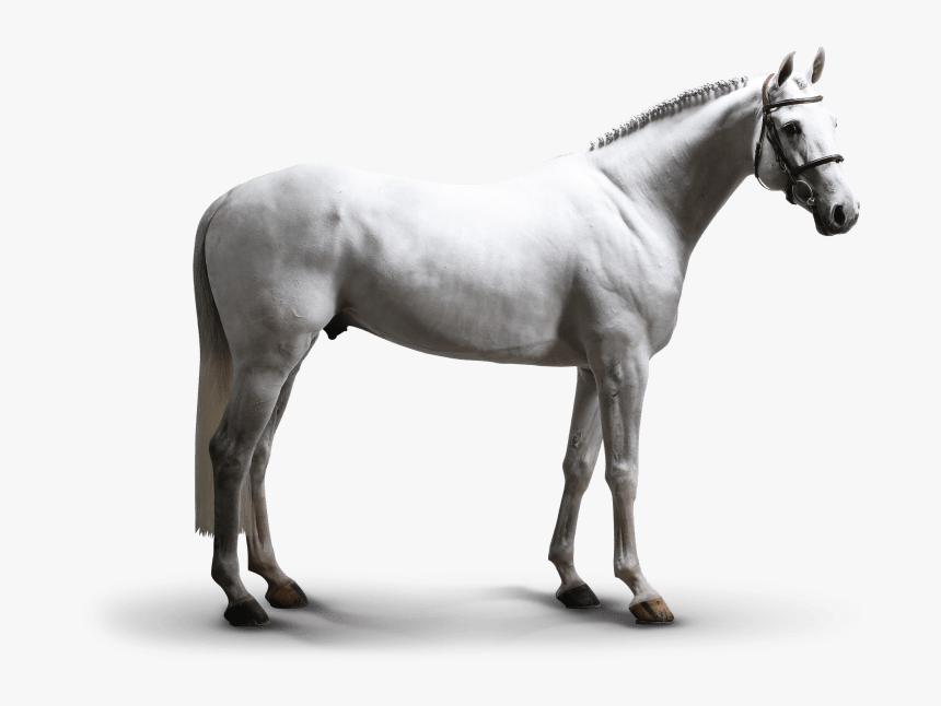 Stallion, HD Png Download