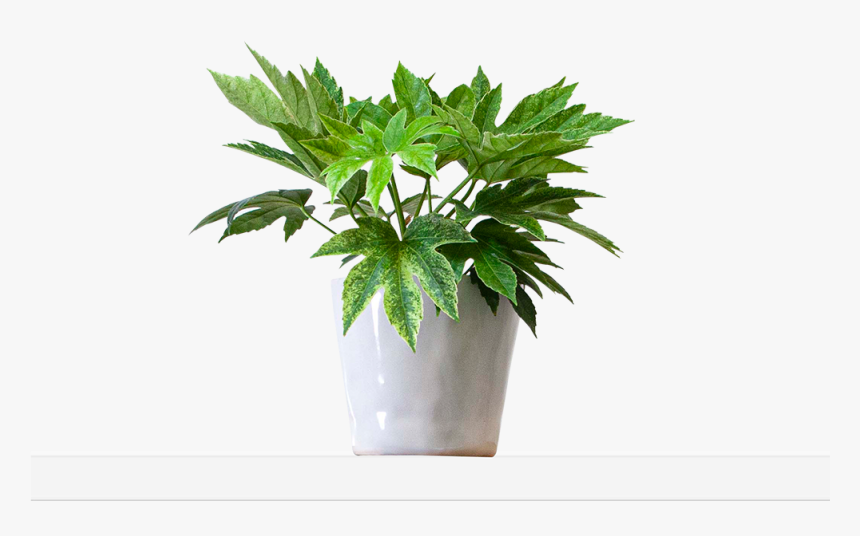 Large / Mottled - Flowerpot, HD Png Download