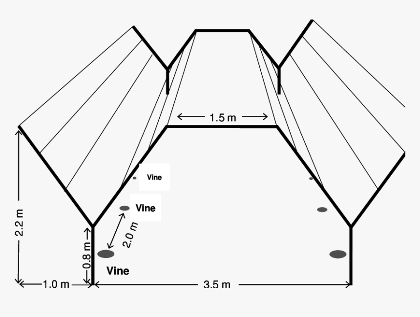 Y Trellis System In Grapes, HD Png Download