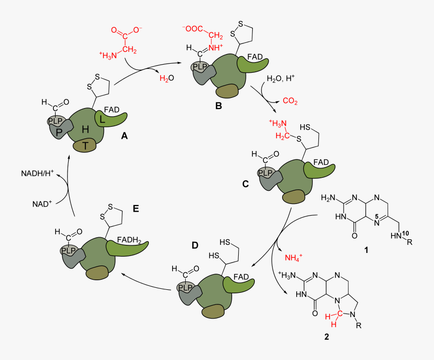 Glycine Cleavage , Png Download - Glycine Cleavage Enzyme System, Transparent Png