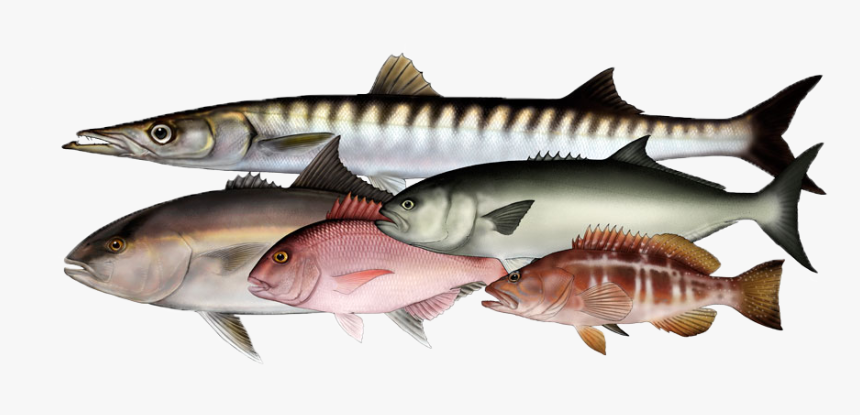 Pesca Azores, HD Png Download